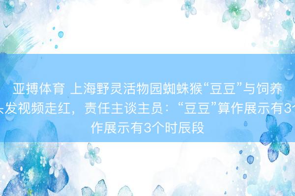 亚搏体育 上海野灵活物园蜘蛛猴“豆豆”与饲养员互薅头发视频走红,责任主谈主员:“豆豆”算作展示有3个时辰段